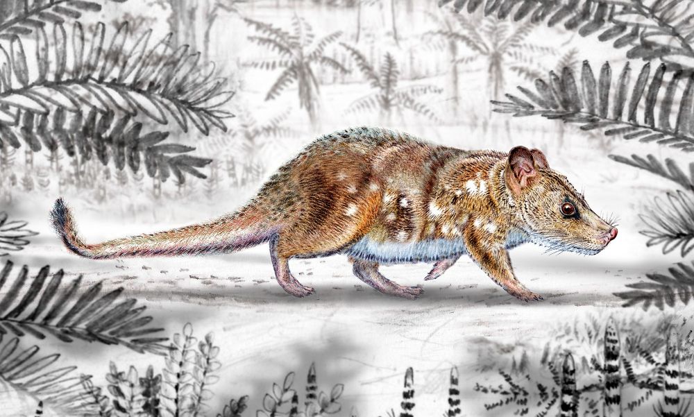 Mamífero prehistórico 